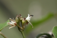 Cynanchum tunicatum